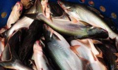 越南冷凍巴沙魚進口報關手續及案例